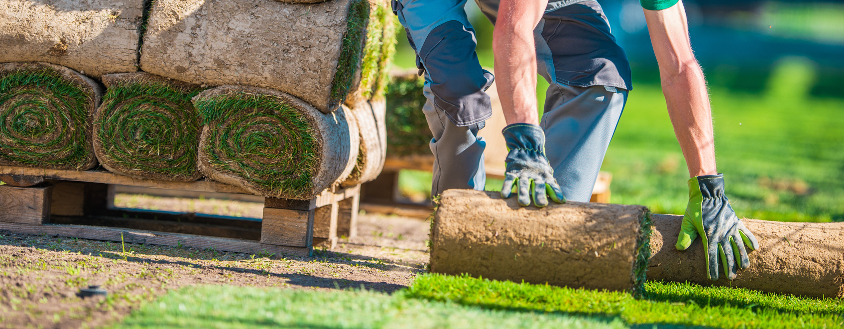 Worker rolling out sod. 